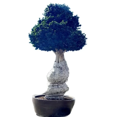 ficus-microcarpa-ginseng-bonsai