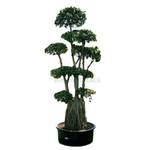 ficus-microcarpa-bonsai