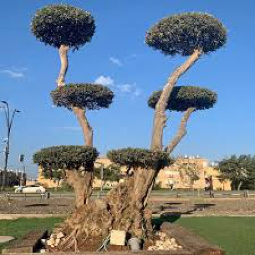 ficus-microcarpa-bonsai-n52