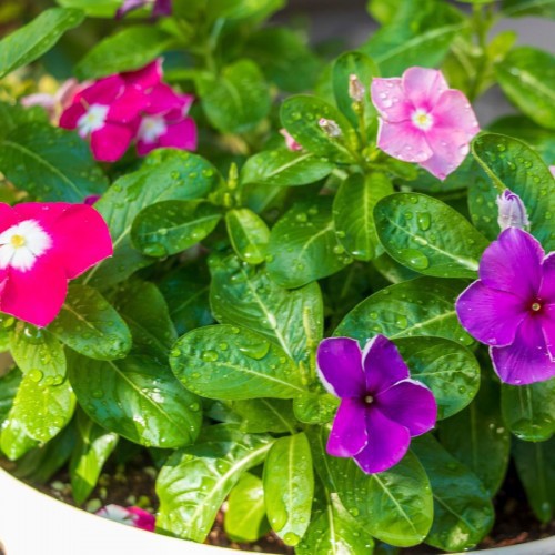 PERVENCHE (VINCA)