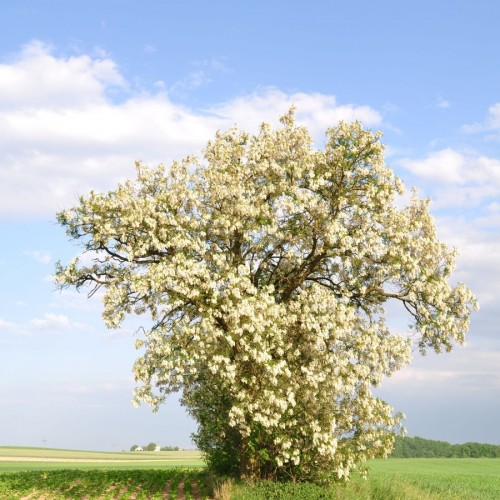 robinia-pseudoacacia