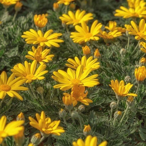 EURYOPS