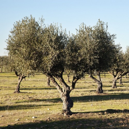 OLEA EUROPAEA (OLIVIER) (PORT LIBRE) 