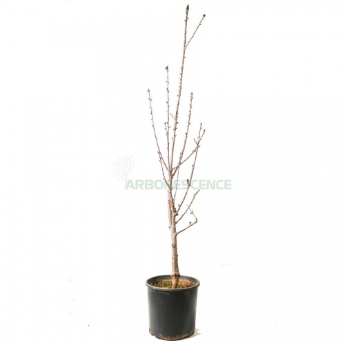 prunus-cerasus-cerisier