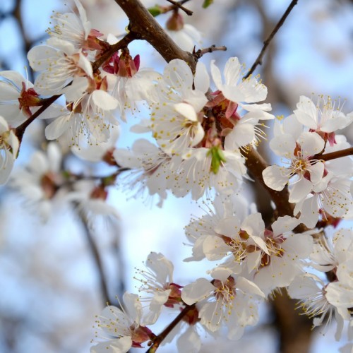 prunus-armeniaca-abricotier-kanouni