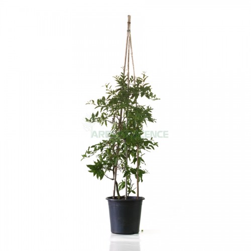 solanum-jasminoides-morelle-faux-jasmin