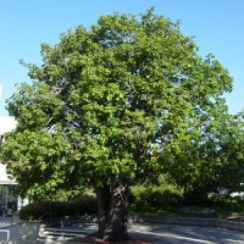 BRACHYCHITON DISCOLOR