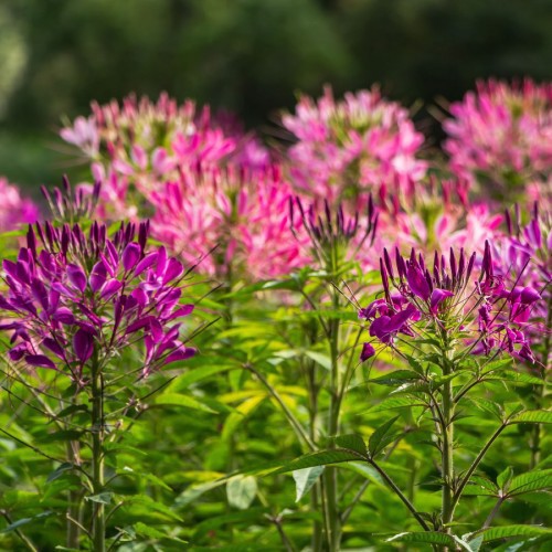 CLEOME