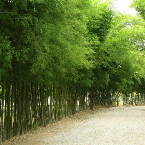 Bambou demi-nain