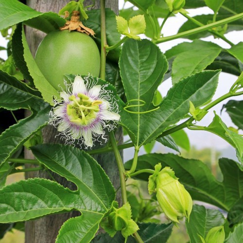 PASSIFLORA EDULIS (FRUIT DE LA PASSION)