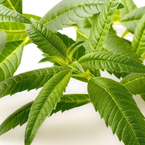 VERVEINE AR
