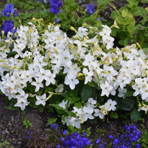 NICOTIANA ALATA (TABAC ORNEMENT)