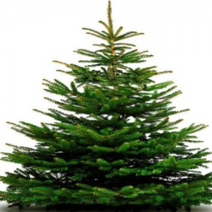 SAPIN NORDMANN