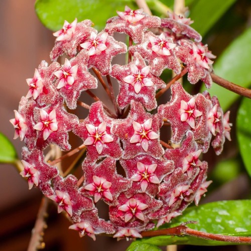 HOYA CARNOSA (FLEUR DE PORCELAINE)
