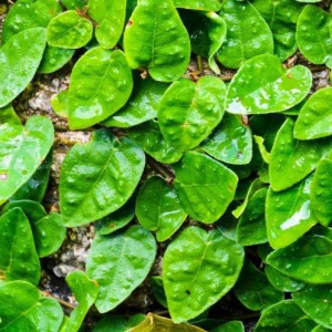 FICUS REPENS