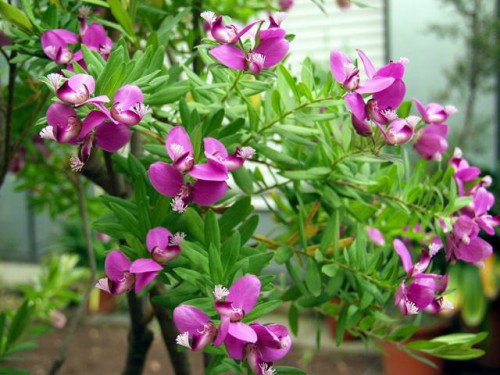 polygala-myrtifolia