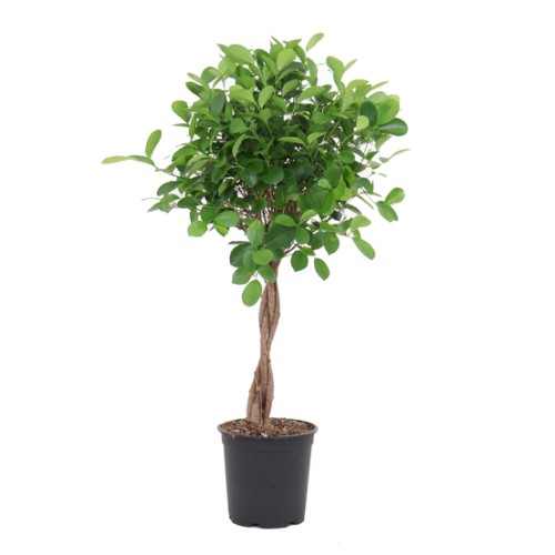 FICUS MOCLAME (TRESSÉ)