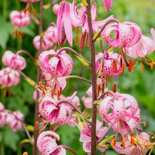 LILIUM MARTAGON