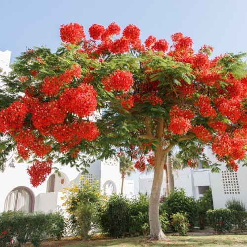 Le Delonix regia ou l'arbre qu'on appelle le « flamboyant » – Craft  Kittiesfr