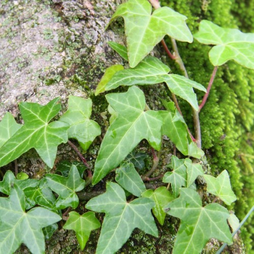 HEDERA HELIX (SUSPENDU)