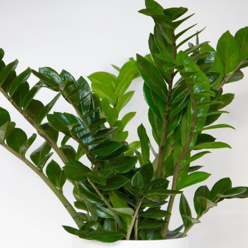 ZAMIOCULCAS ZAMIIFOLIA