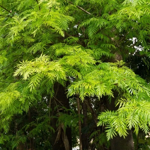 Additional view