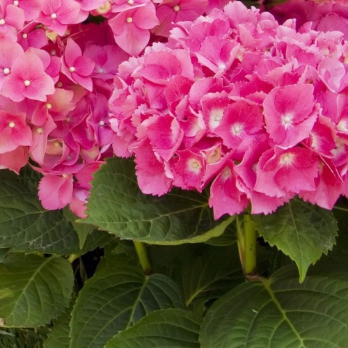 HYDRANGEA MACROPHYLLA (HORTENSIA)