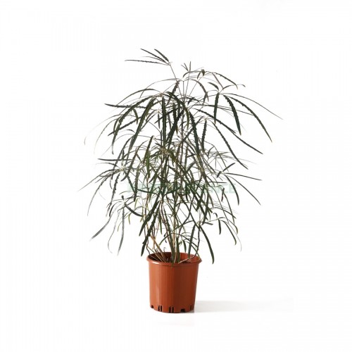 schefflera-elegantissima