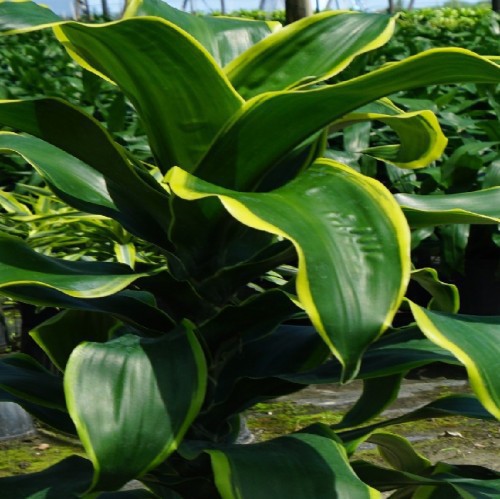 DRACAENA DORADO