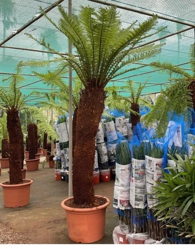 dicksonia-antarctica