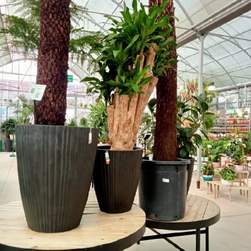 dracaena-f-massangeana-zwaar-vertakt