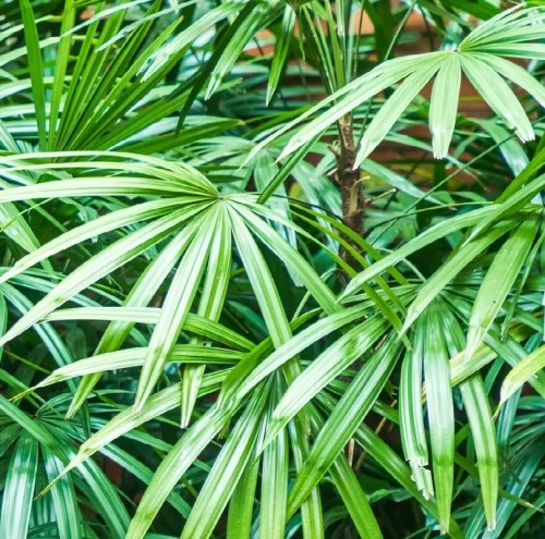 rhapis-excelsa