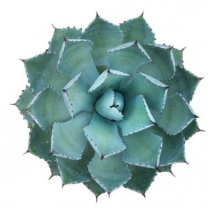 AGAVE GUADALAJARANA
