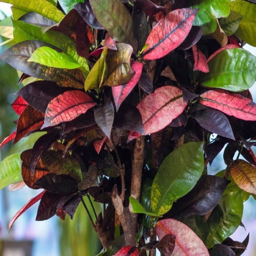 CODIAEUM PETRA (CROTON) RAMIFIÉ