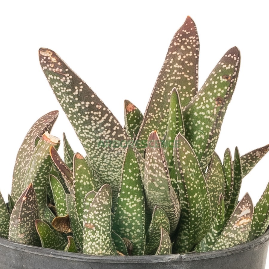 aloe-gasteria-nitida