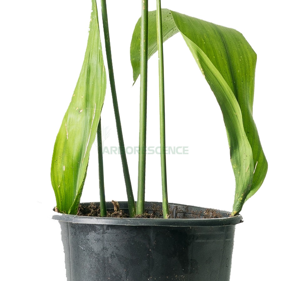 aspidistra