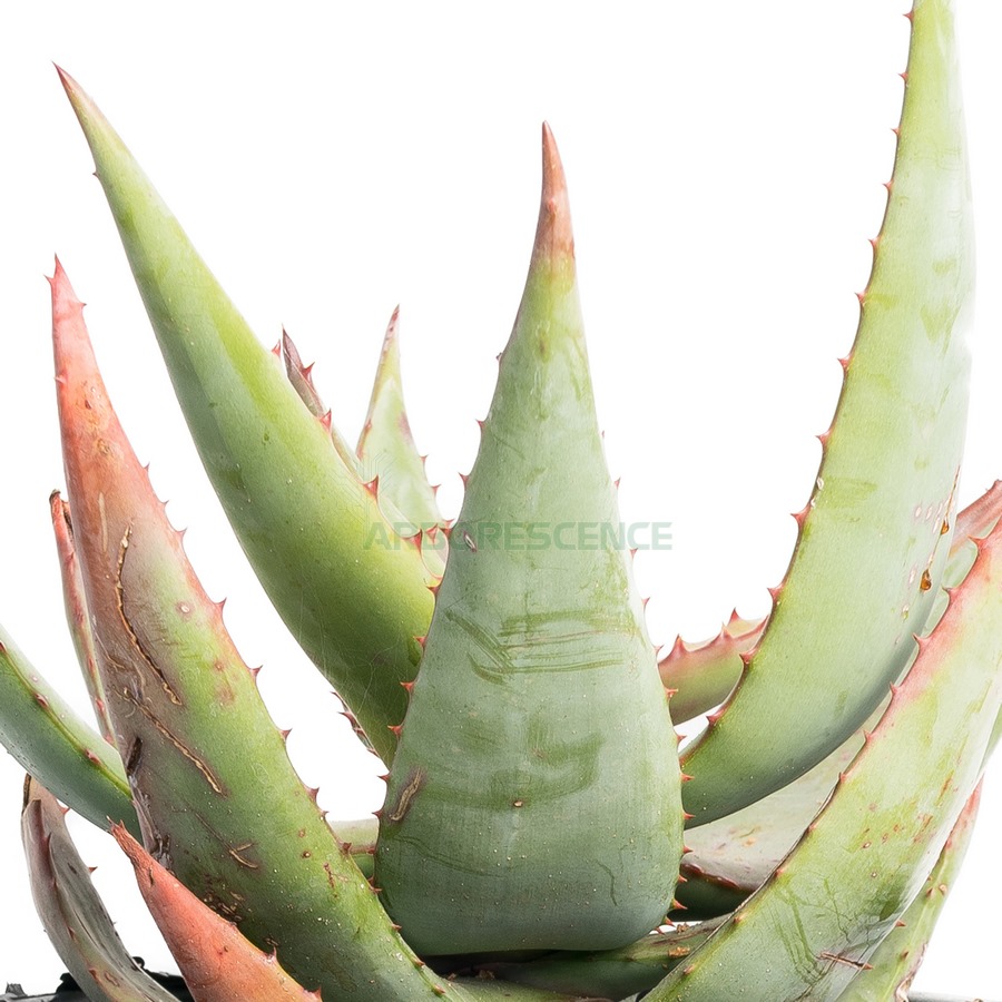 aloe-ferox