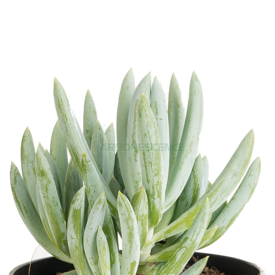 senecio