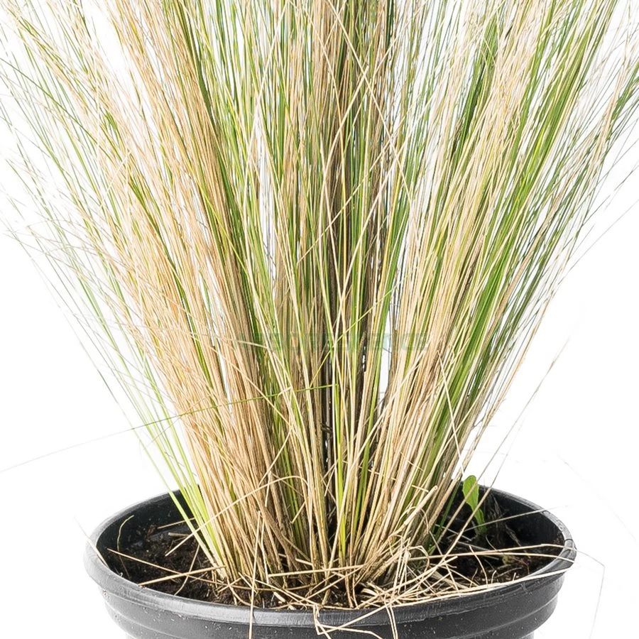 stipa-tenuifolia-cheveux-d-ange