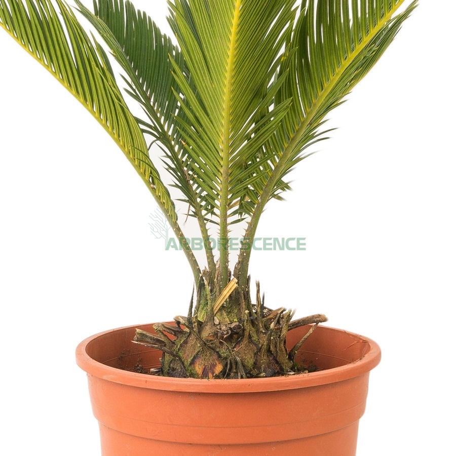 cycas-revoluta-cycas-du-japon