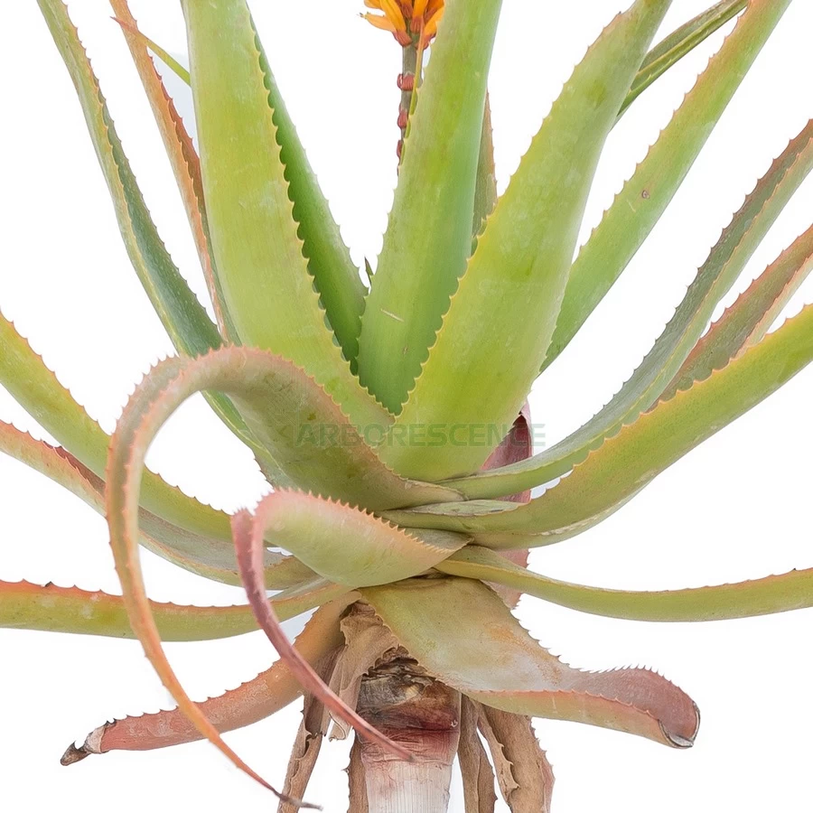 aloe-specionsa