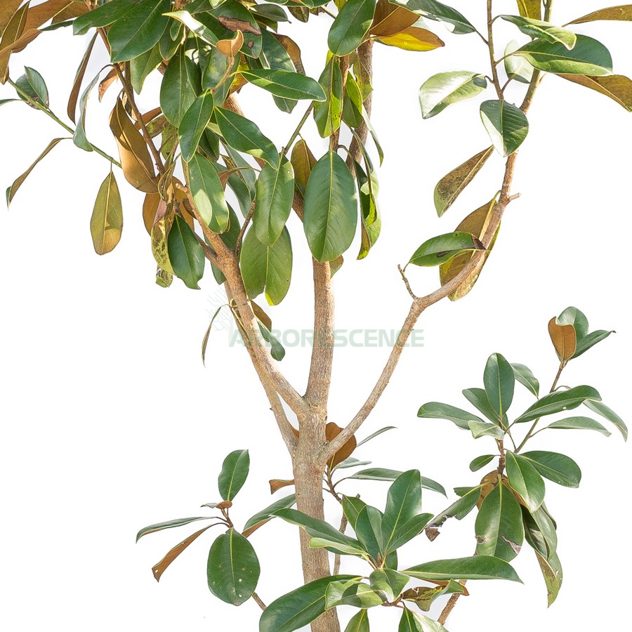 magnolia-grandiflora-se