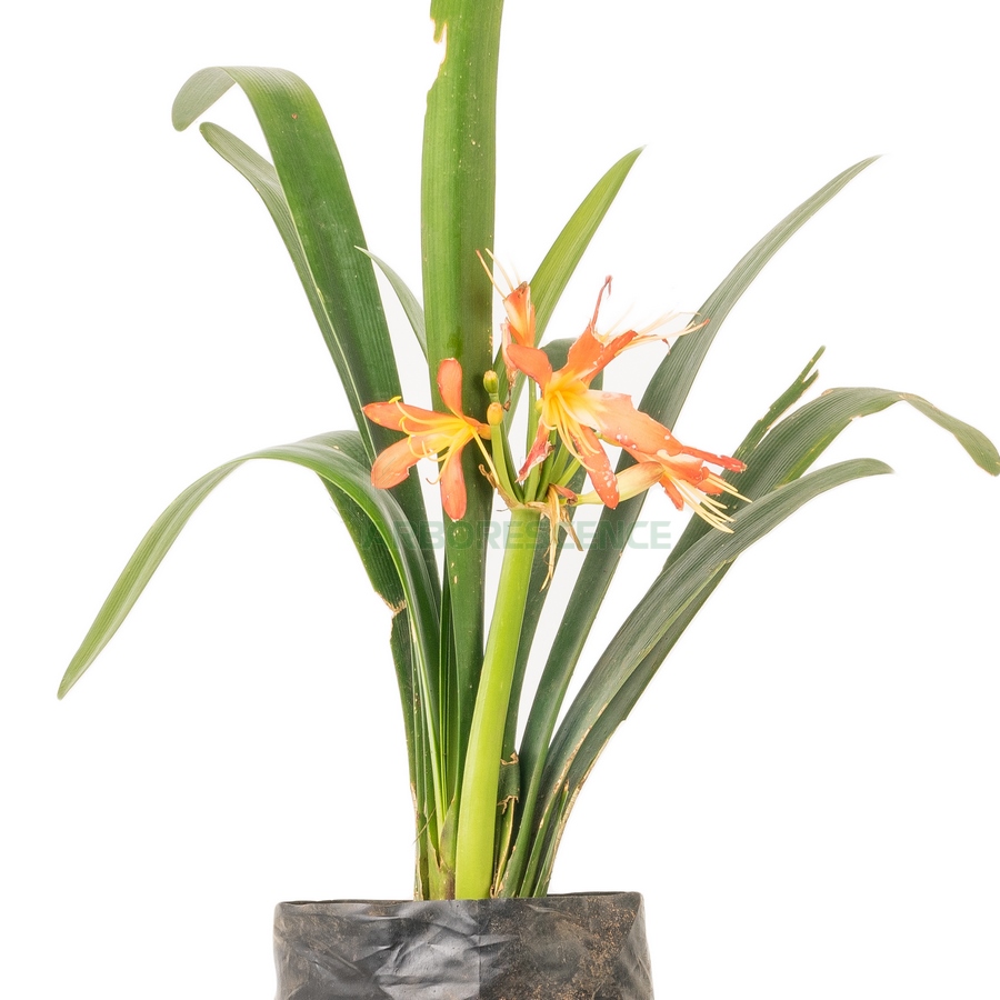 clivia