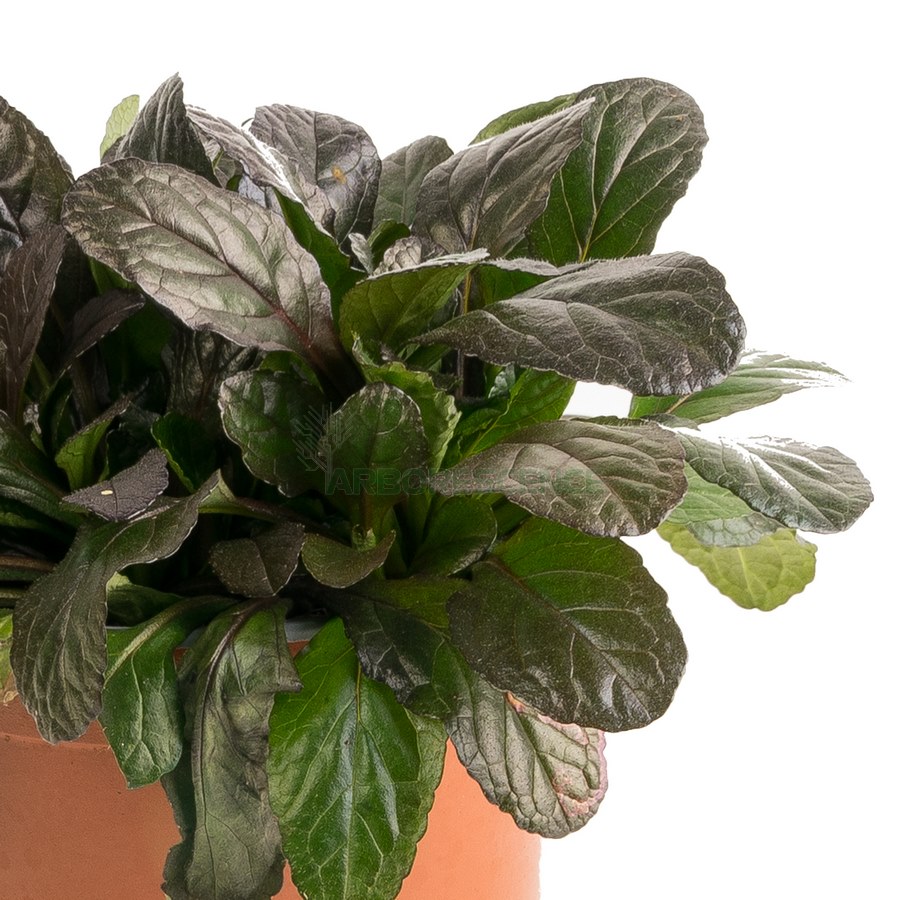 ajuga-bugle