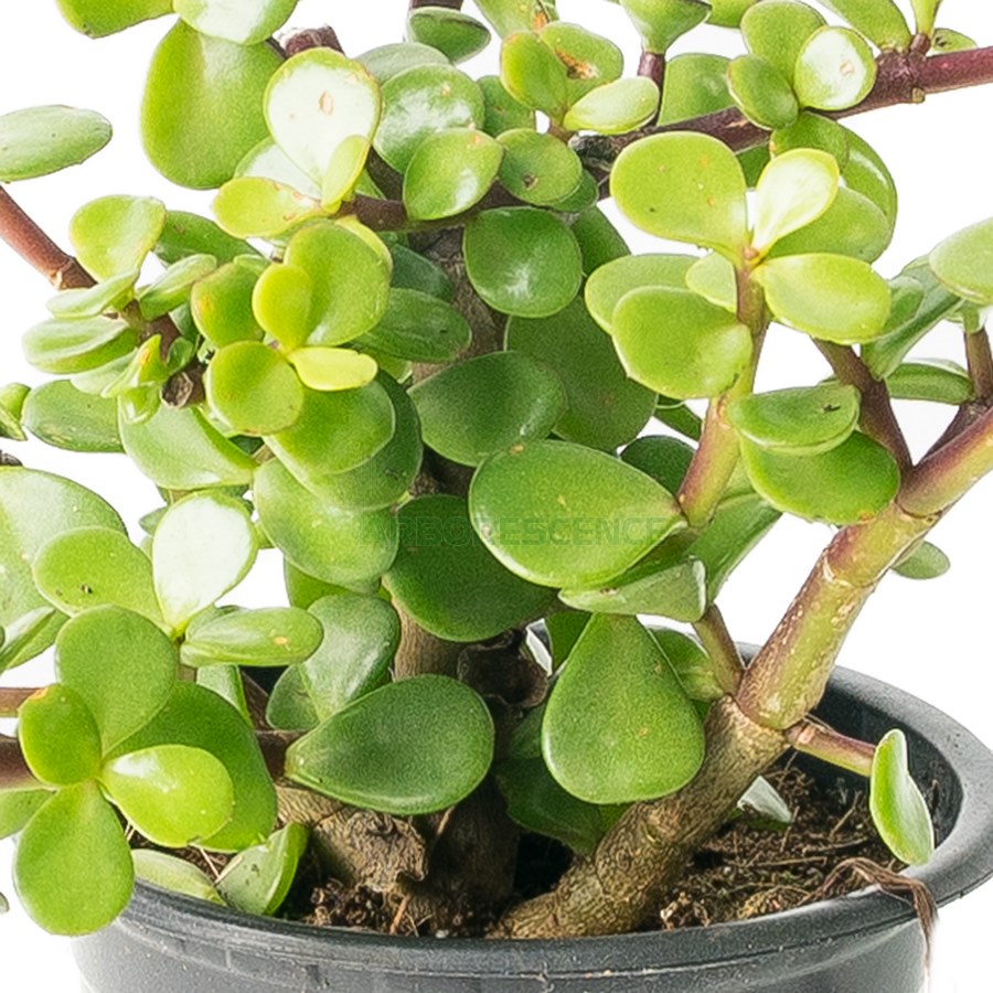 portulacaria