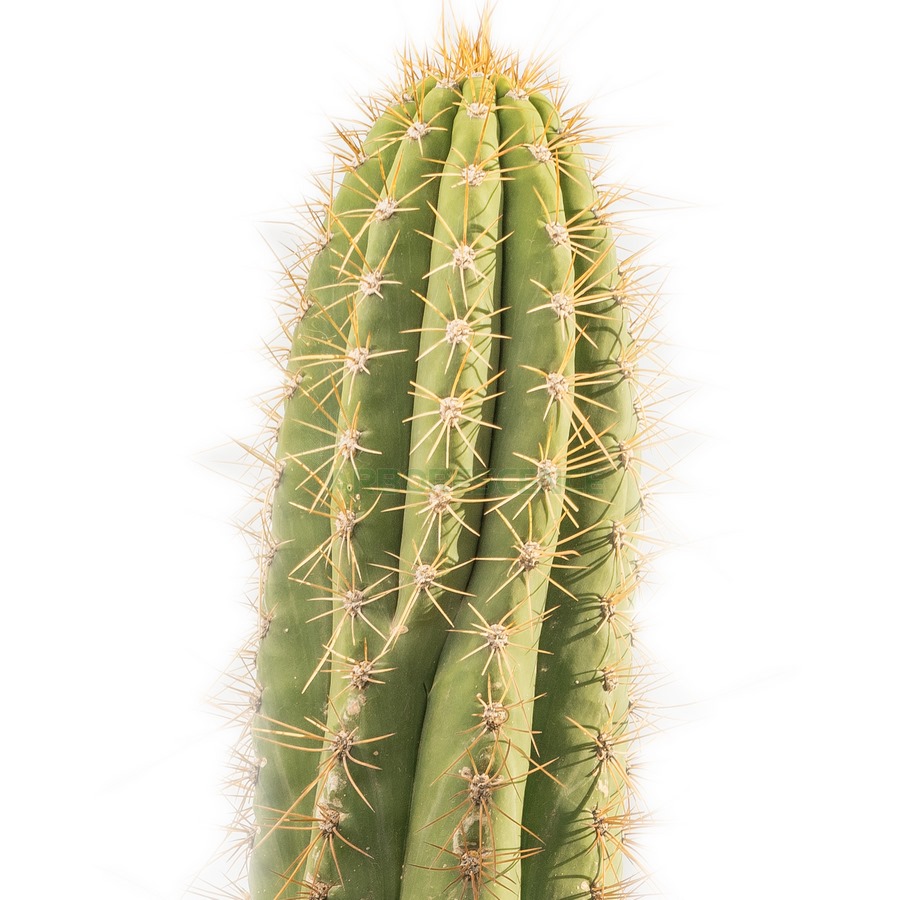 trichocereus-pasacana