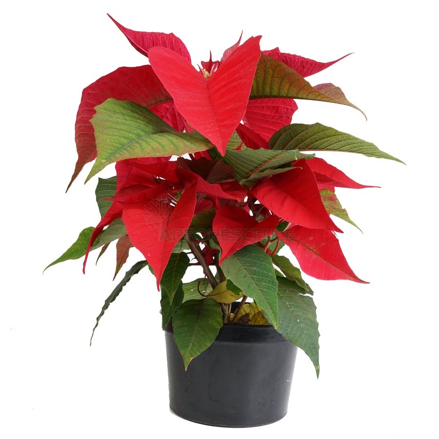 san-remo-pot-16cm-dark-red