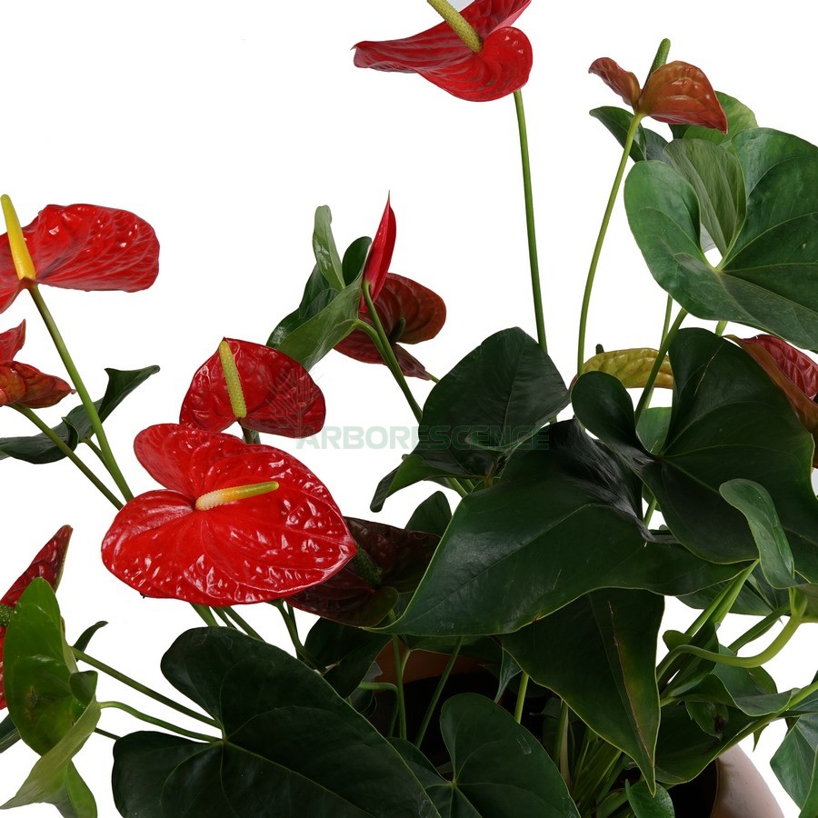 anthurium-andr-overig-rose