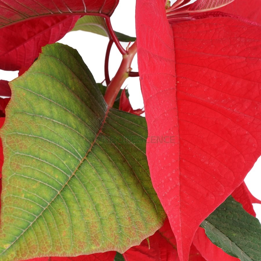 poinsettia