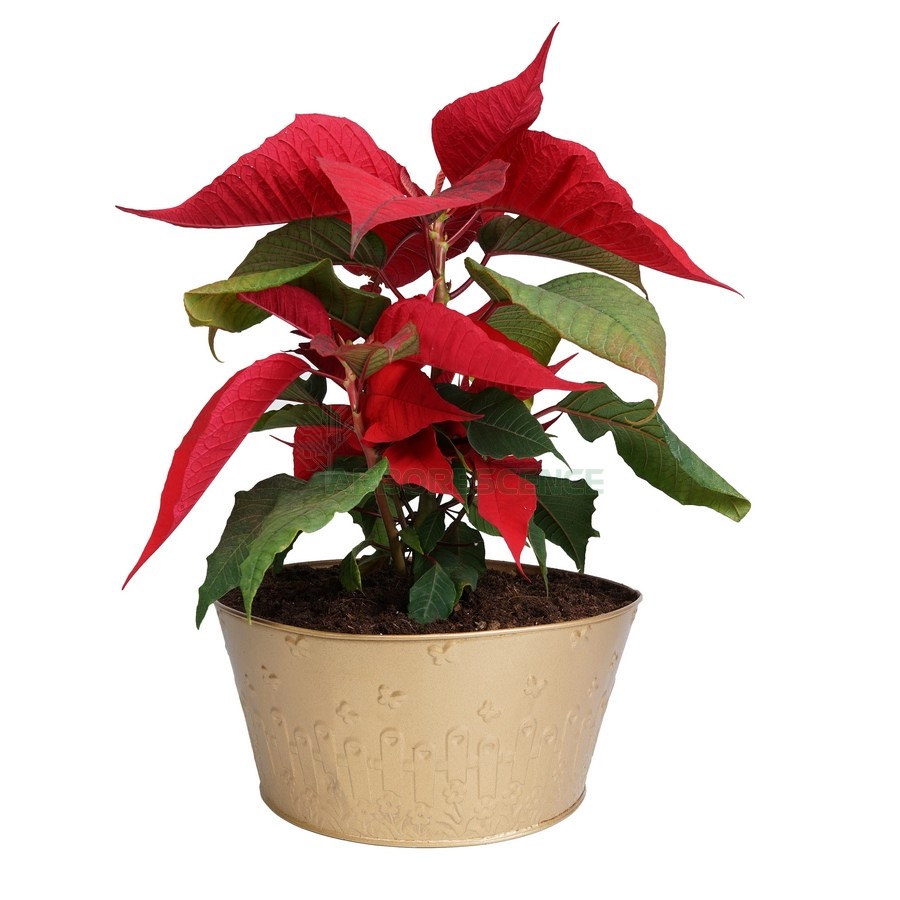 poinsettia